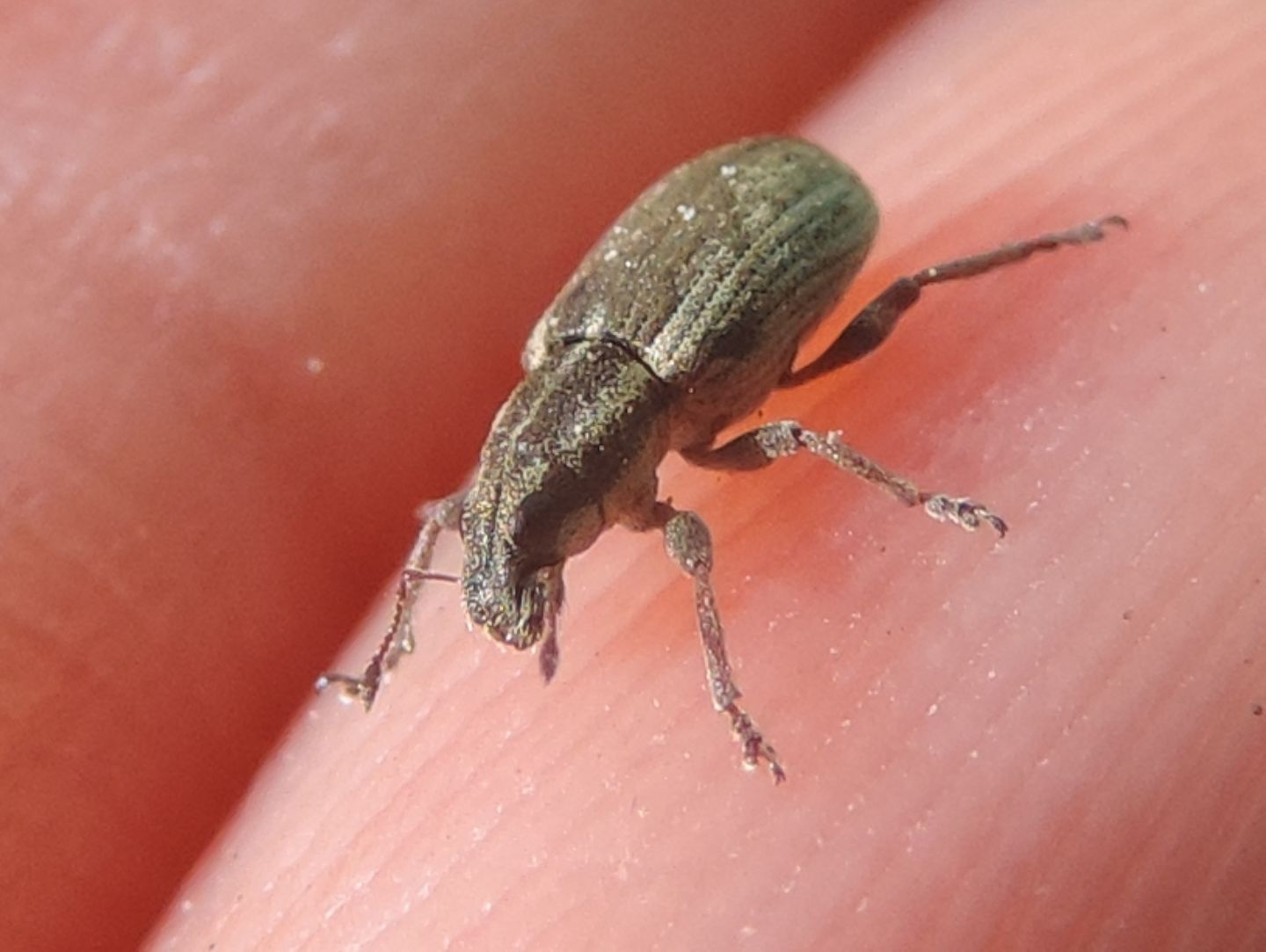 Sitona suturalis?... Sitona humeralis !