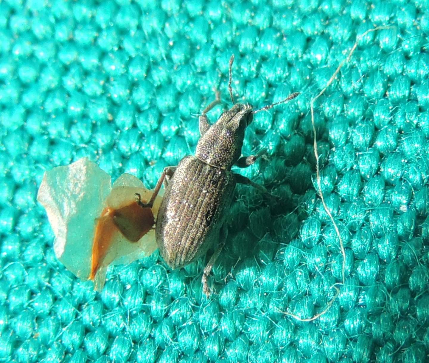 Sitona suturalis?... Sitona humeralis !
