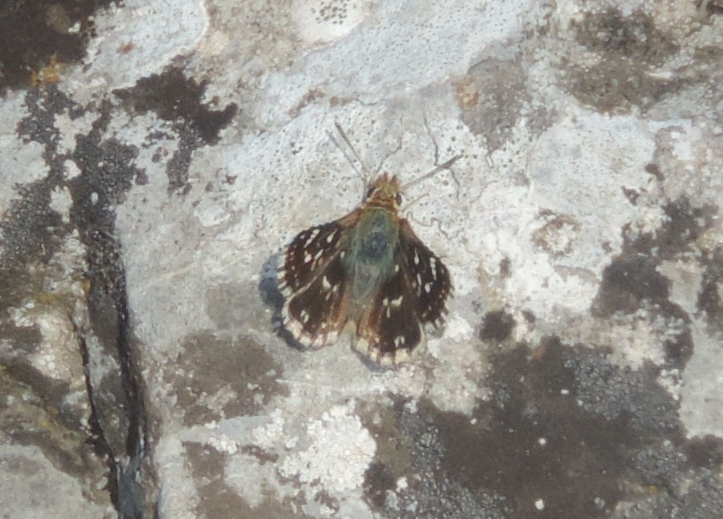 Hesperiidae: Spialia sertorius?  S !