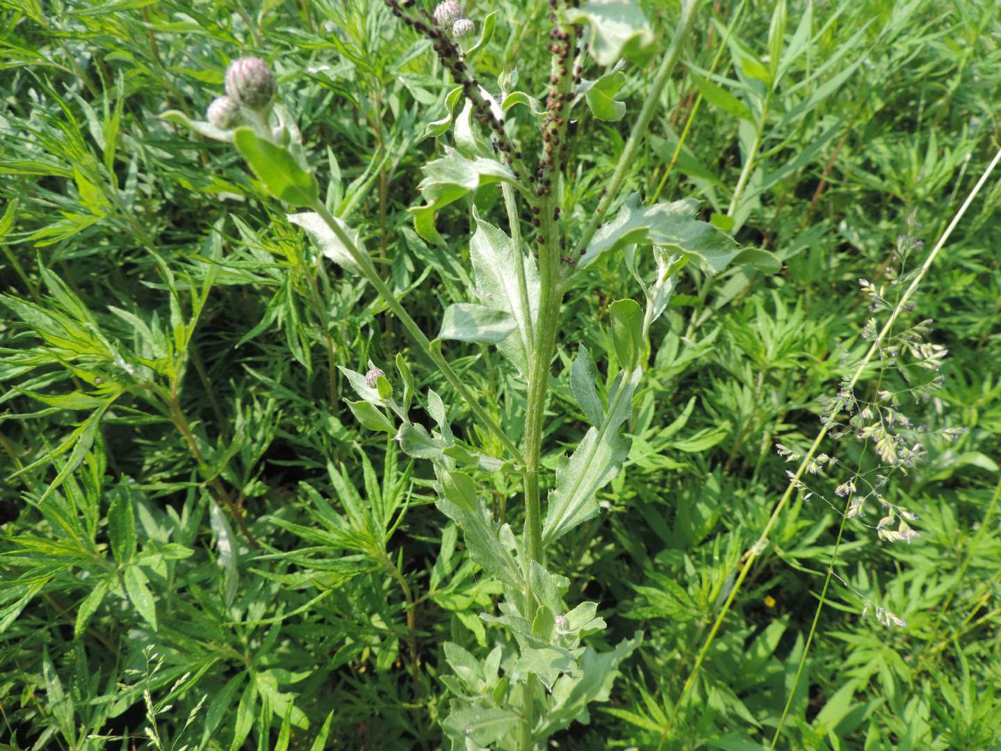 Cardo da determinare: Cirsium arvense