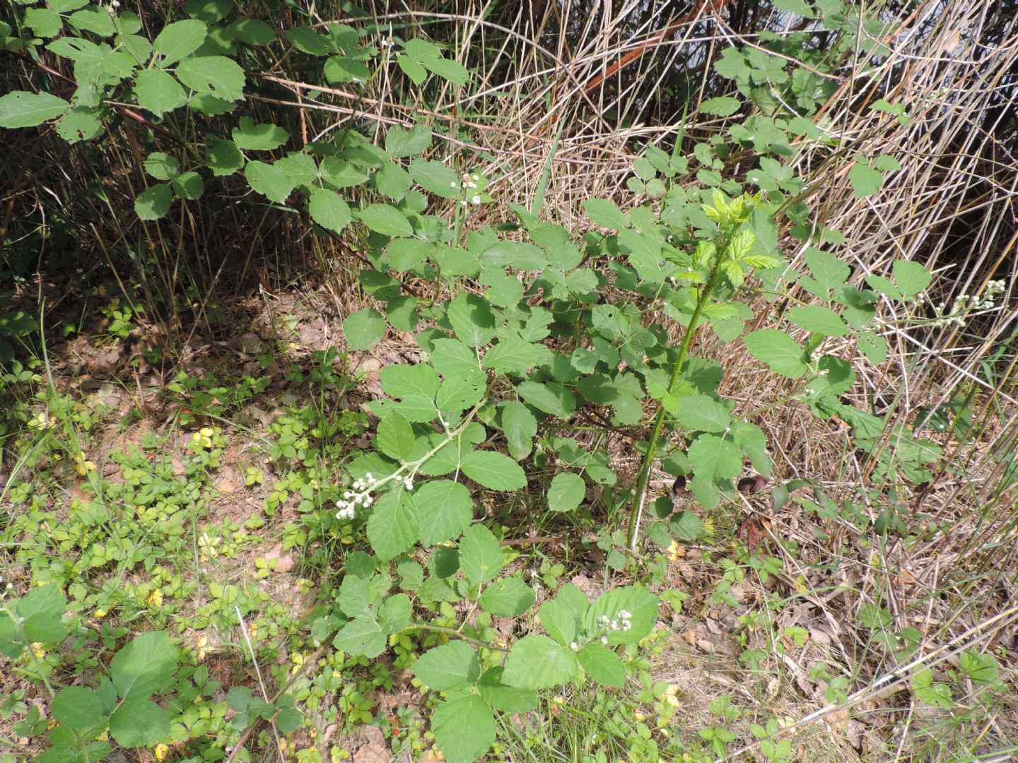 Quale Rubus? ... Rubus sp.