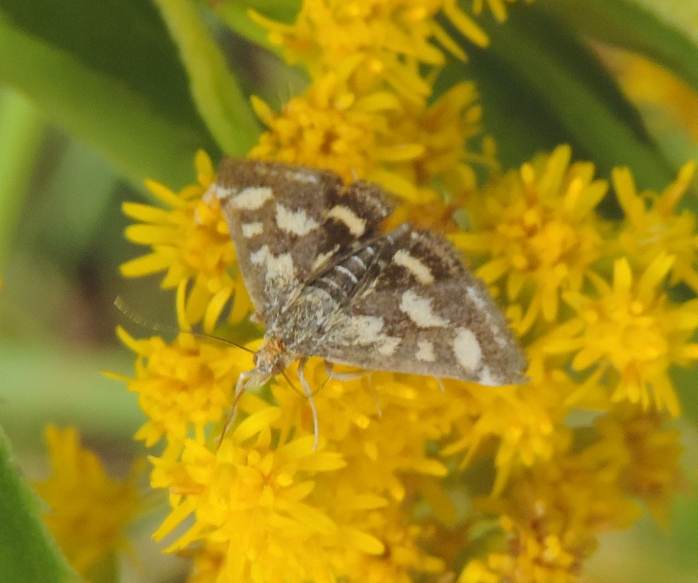 Crambidae:  Pyrausta purpuralis? S !