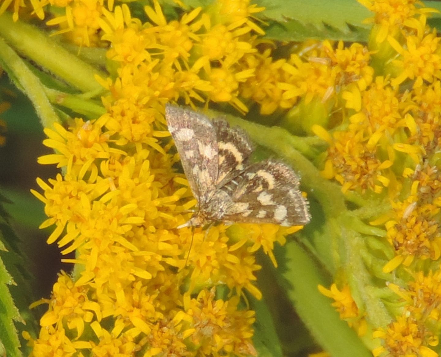 Crambidae:  Pyrausta purpuralis? S !