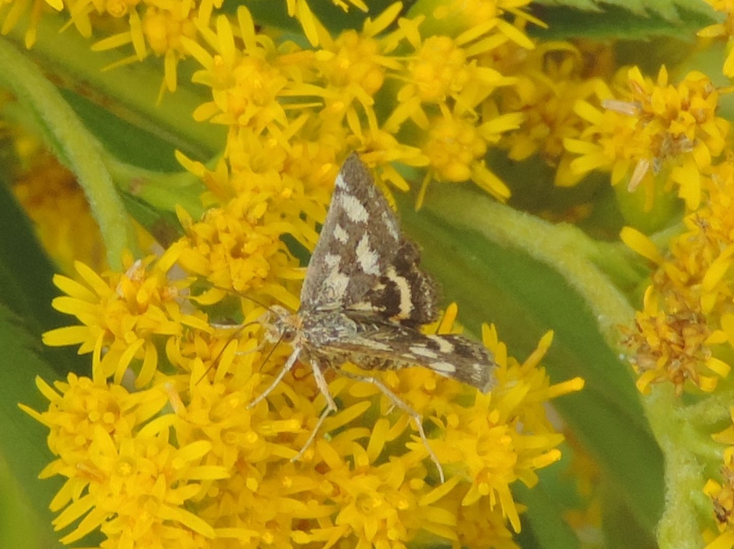 Crambidae:  Pyrausta purpuralis? S !