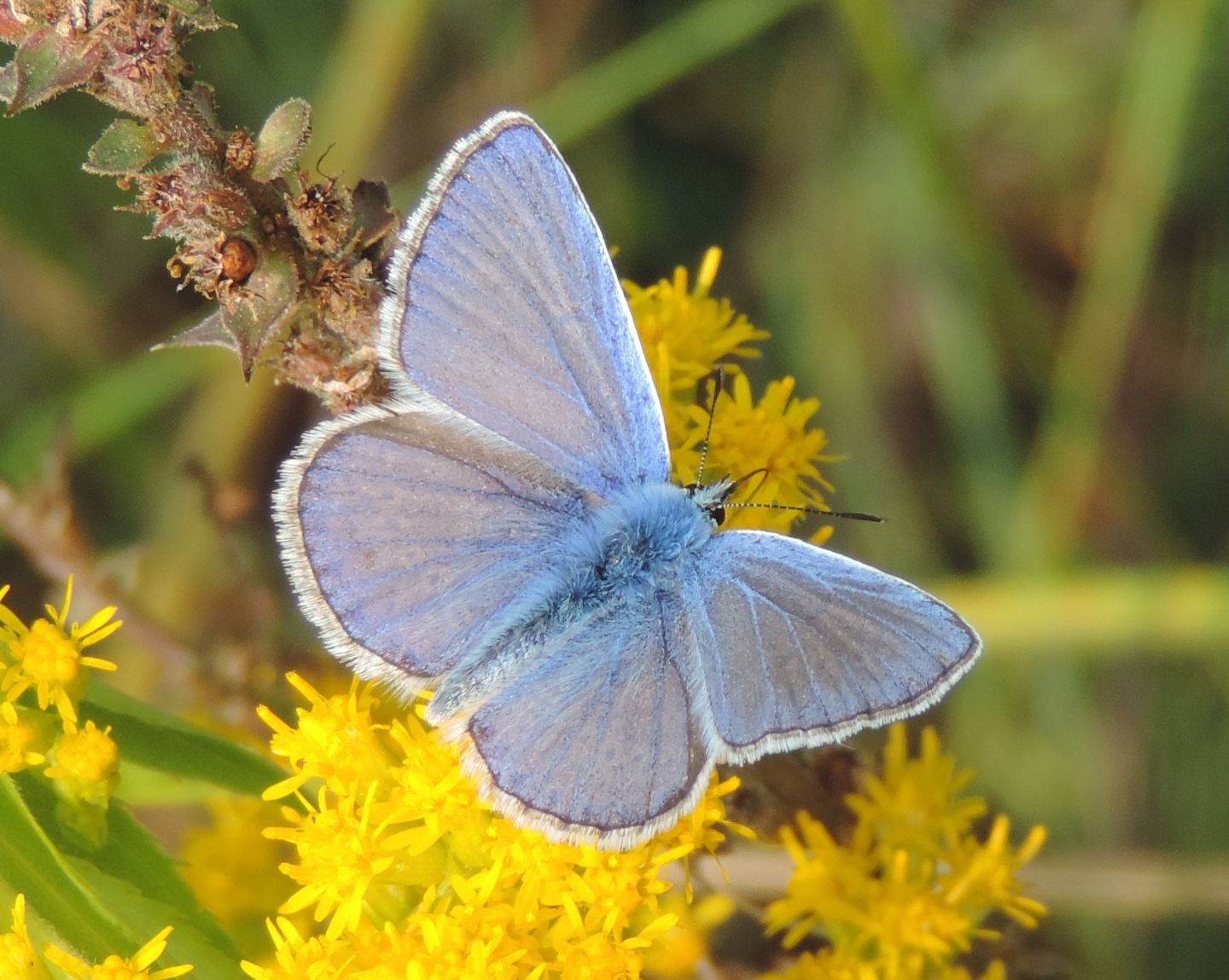 Polyommatus?  Polyommatus icarus (ed un Lycaeides argyrognomon)