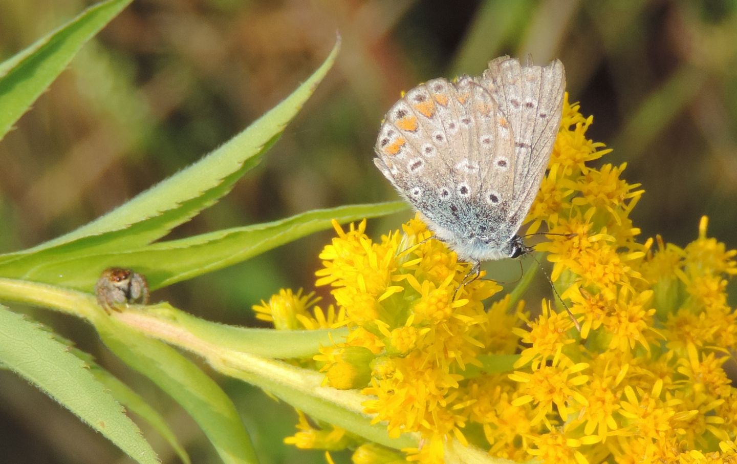 Polyommatus?  Polyommatus icarus (ed un Lycaeides argyrognomon)