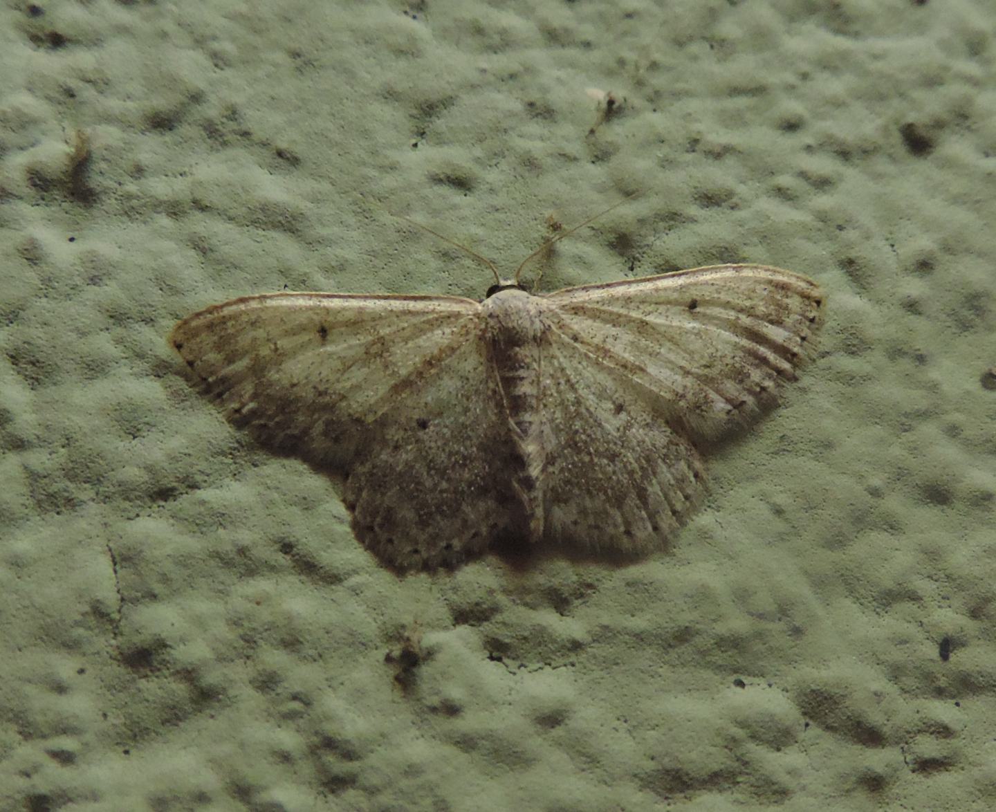 Idaea seriata?