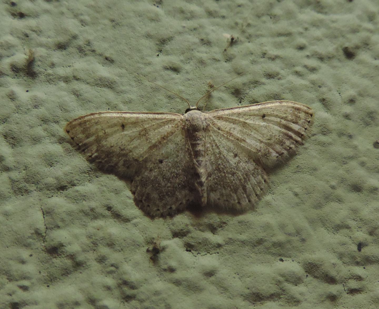 Idaea seriata?