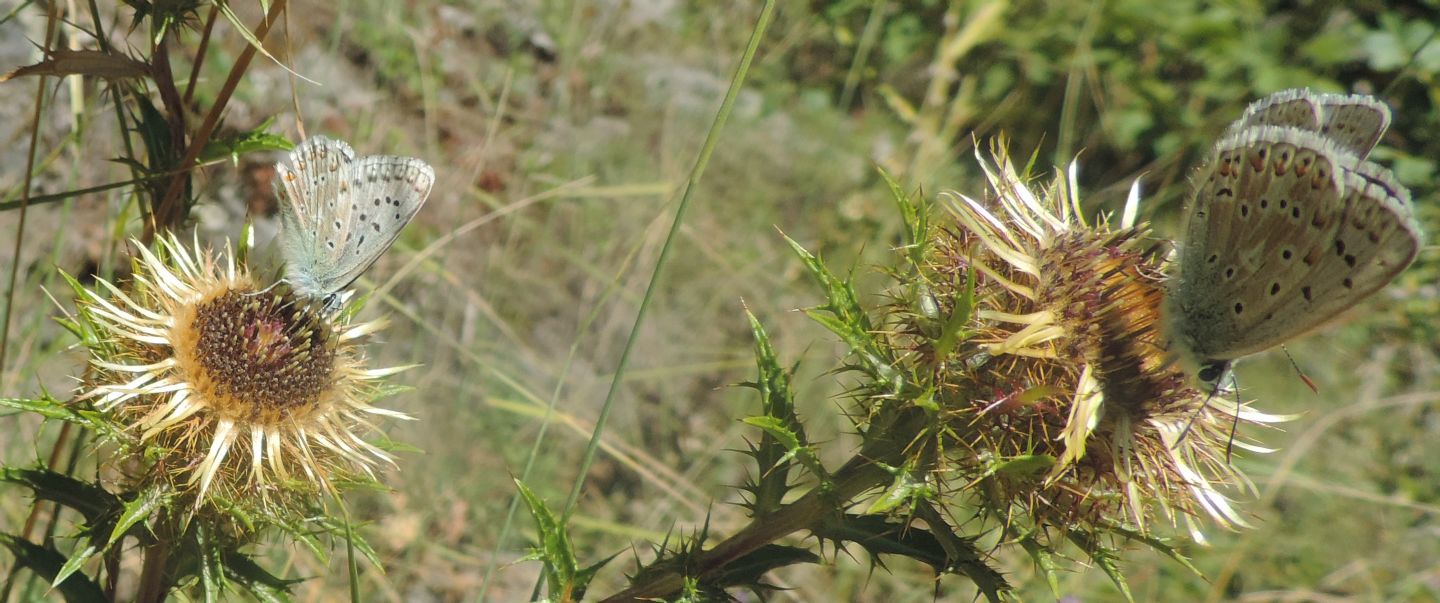 Lycaenidae da identificare