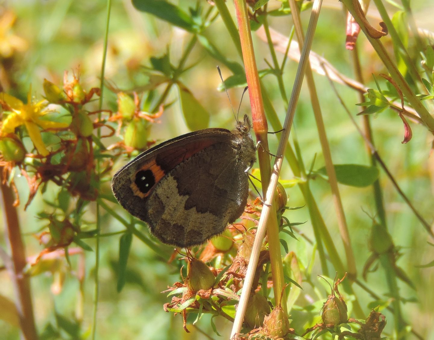 Quale Erebia? Erebia neoridas (Nymphalidae Satyrinae)
