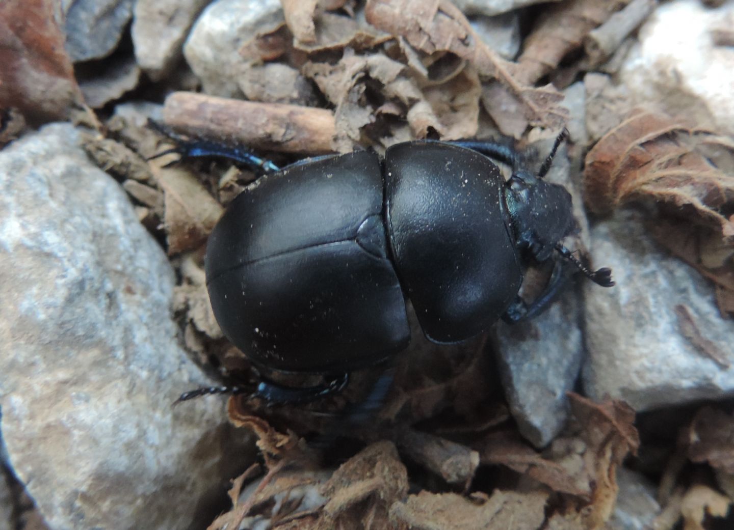 Trypocopris vernalis?  S, Trypocopris vernalis fauveli, Geotrupidae