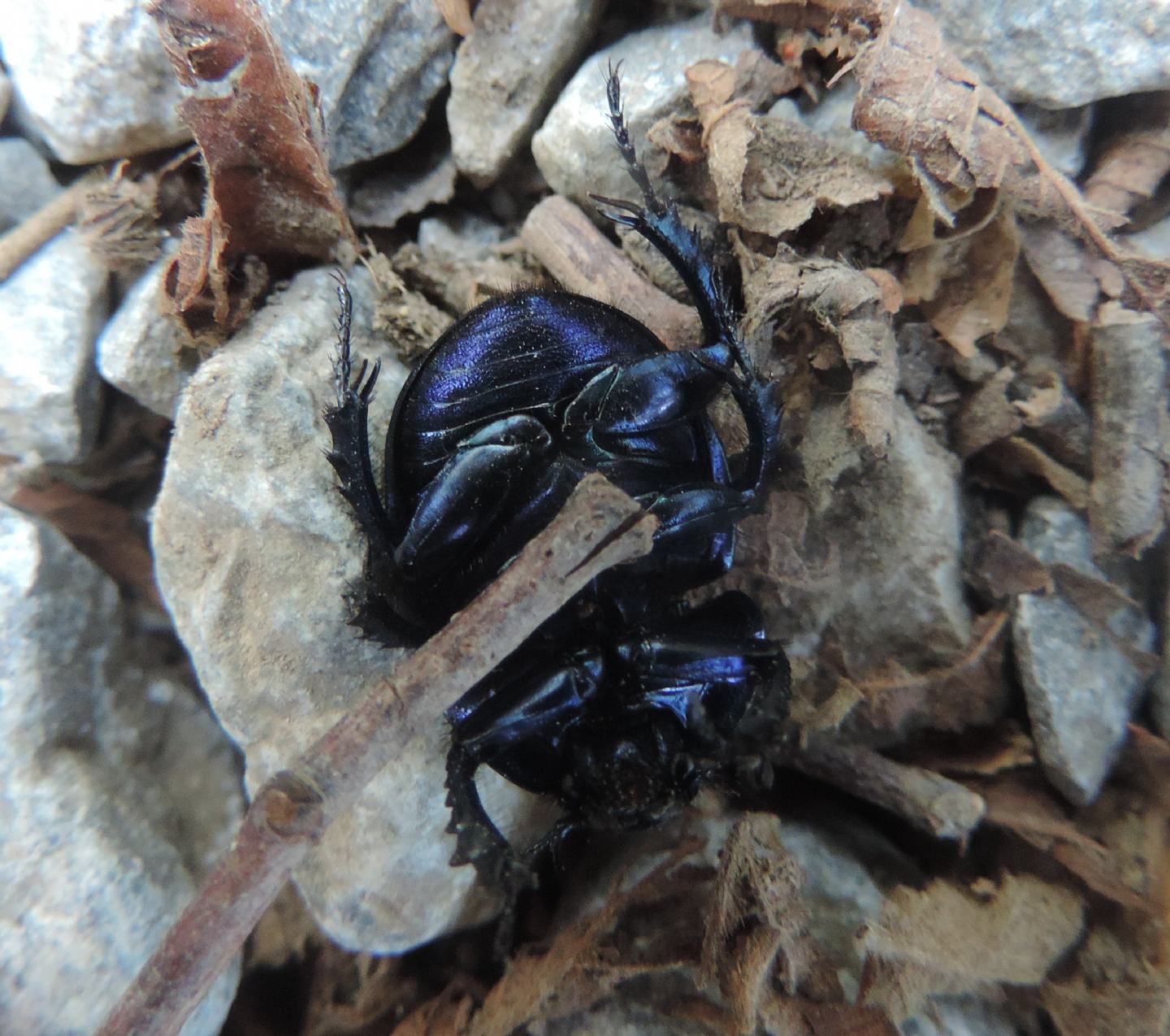 Trypocopris vernalis?  S, Trypocopris vernalis fauveli, Geotrupidae
