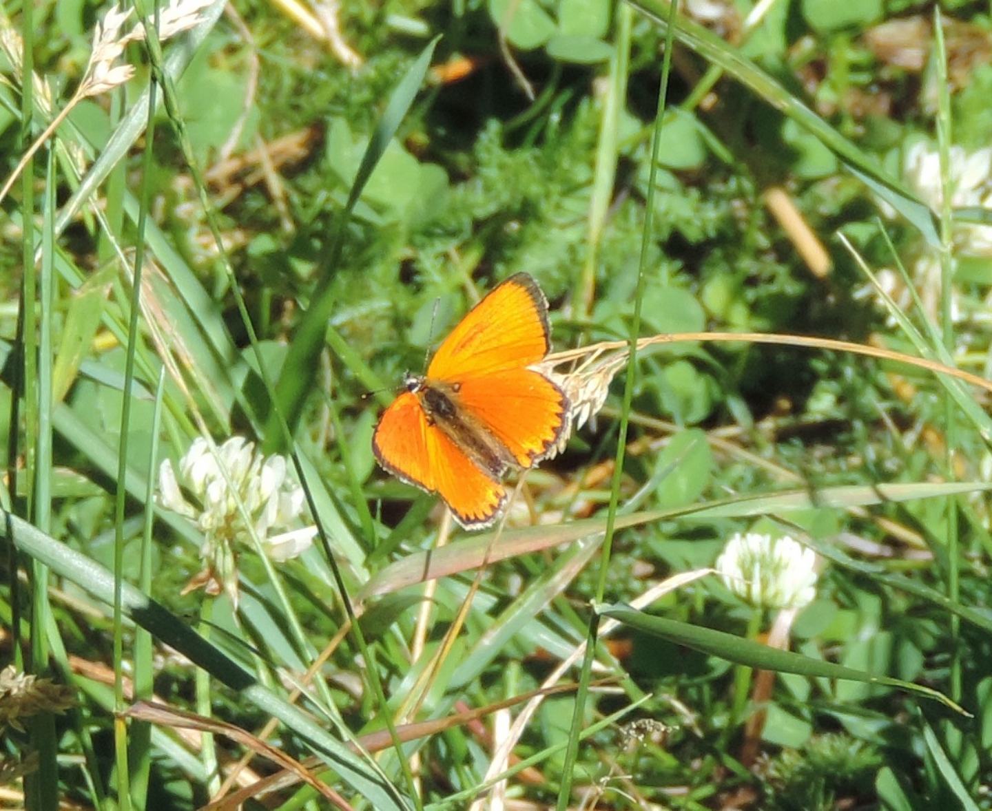 coppia di Lycaena phlaeas? No, Lycaena virgaureae