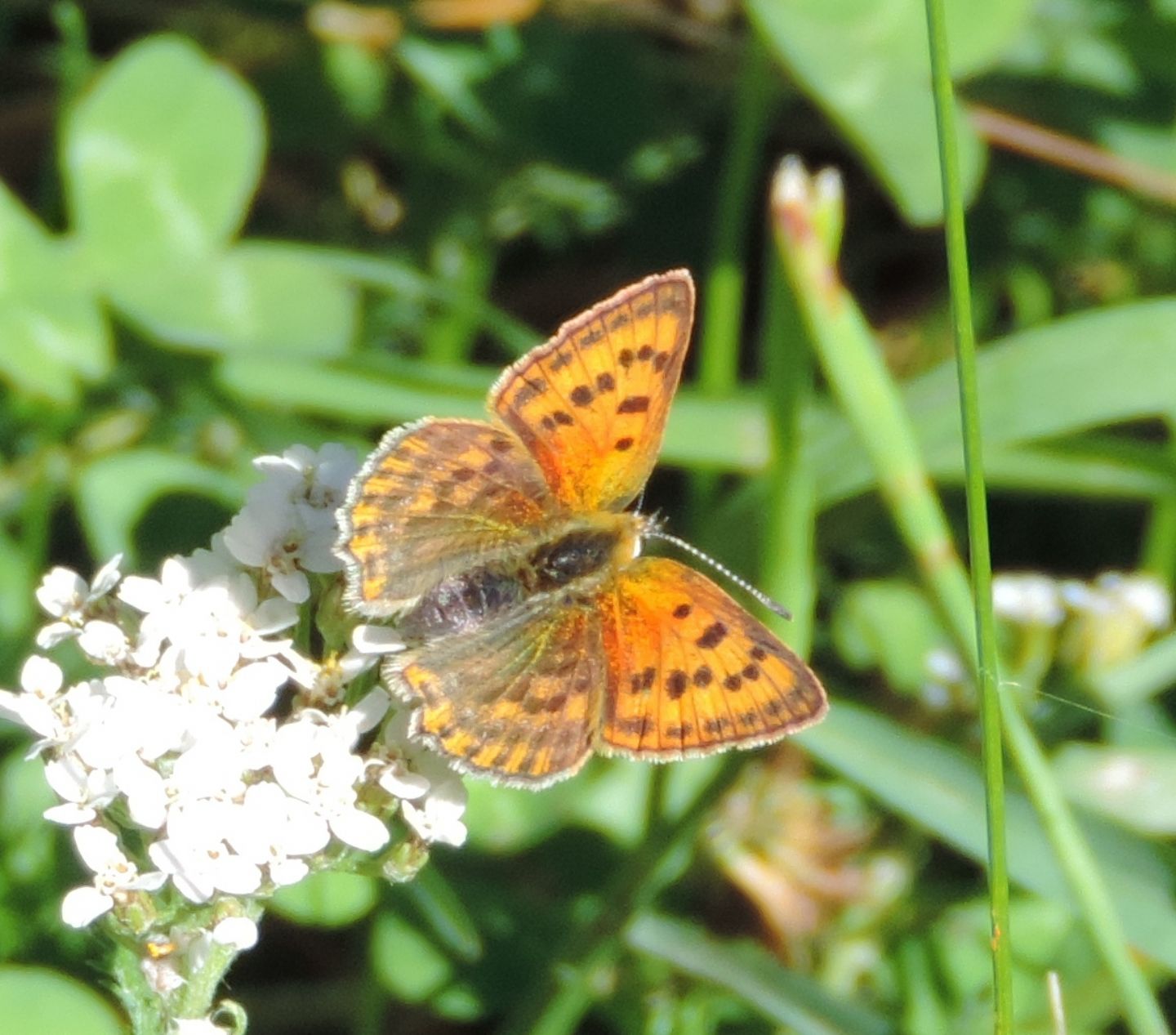 coppia di Lycaena phlaeas? No, Lycaena virgaureae