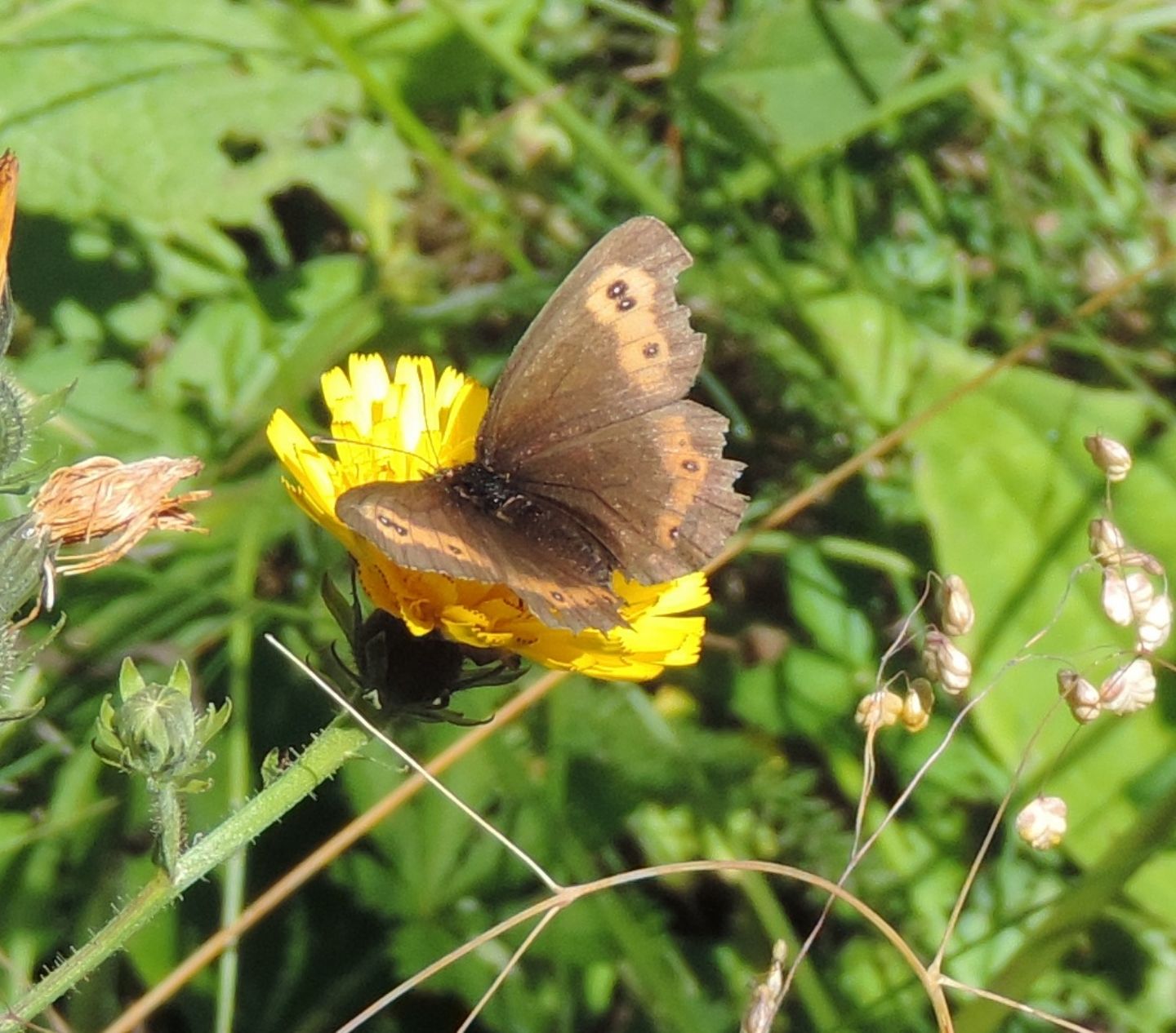 Erebia (Nymphalidae Satyrinae)  da id./conf.