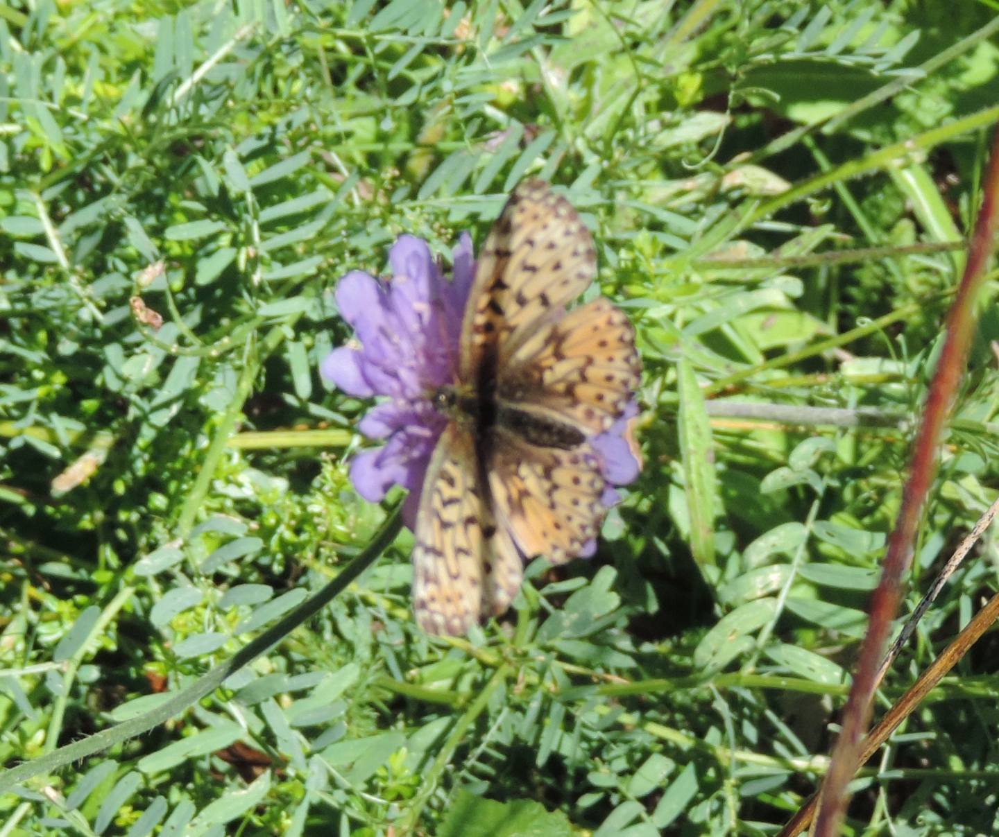 Nymphalidae da identificare - Boloria (Boloria) pales