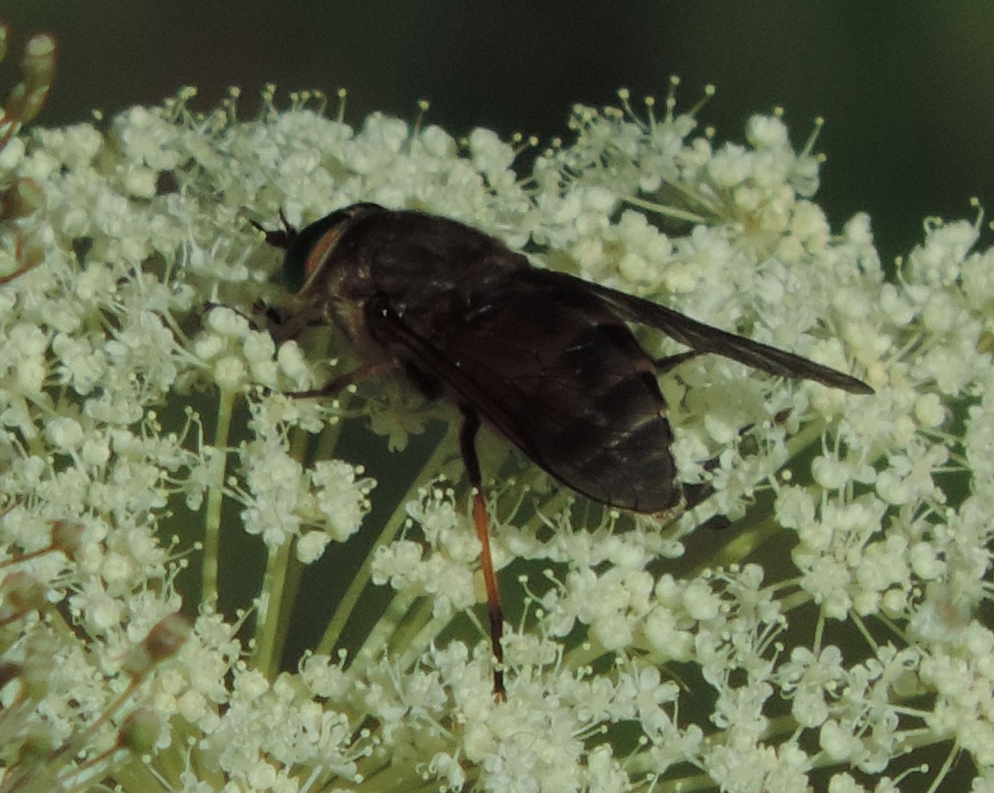 Tabanidae: Philipomyia sp. opp. Hybomitra sp.
