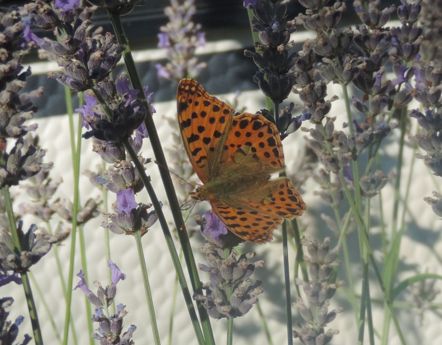 Numphalidae: Issoria lathonia?  S