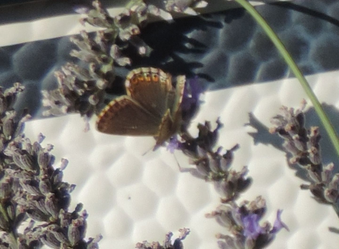 Ancora una Lycaenidae...: Polyommatus coridon, femmina