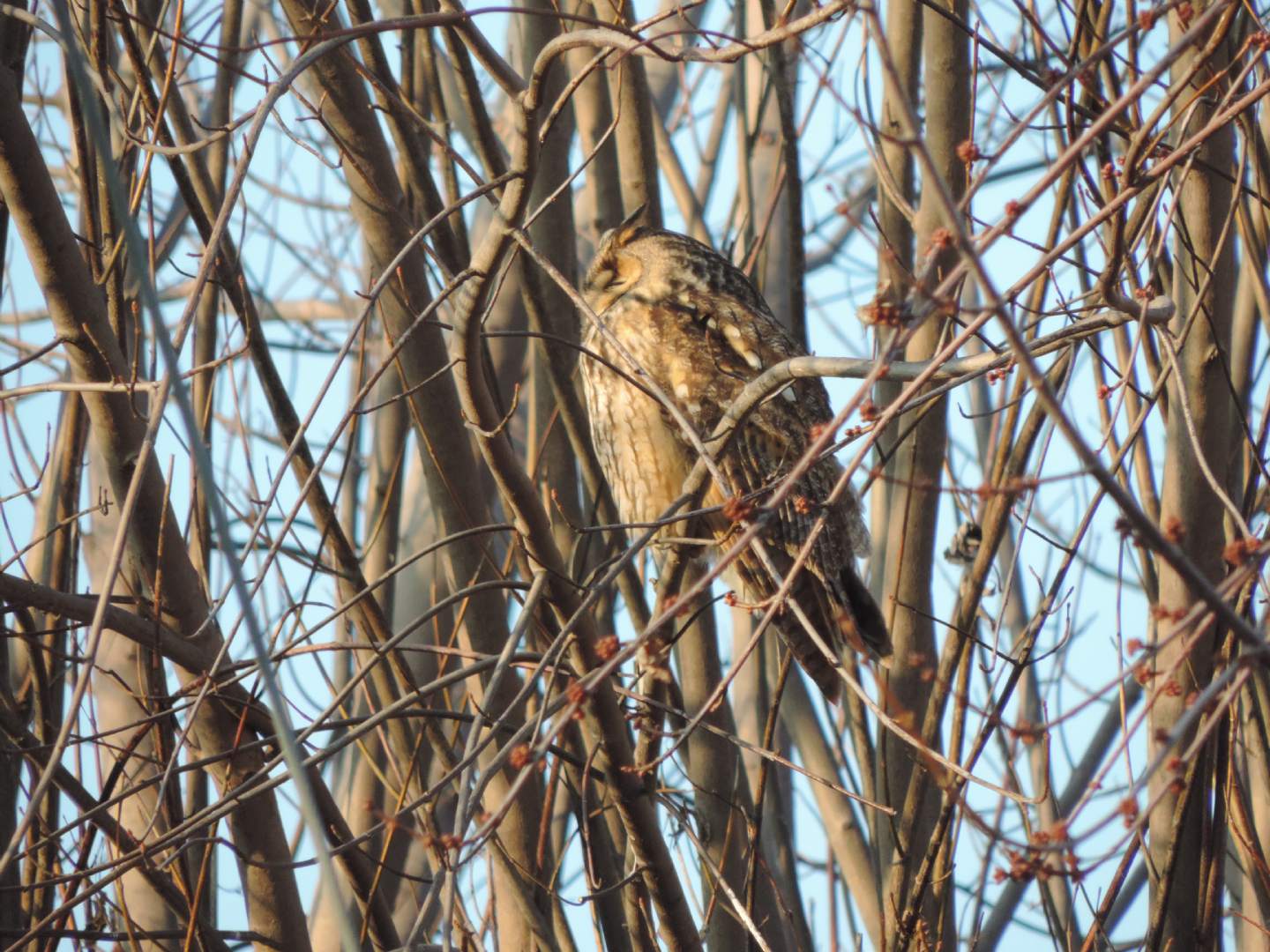 Gufo (Asio otus) sonnacchioso