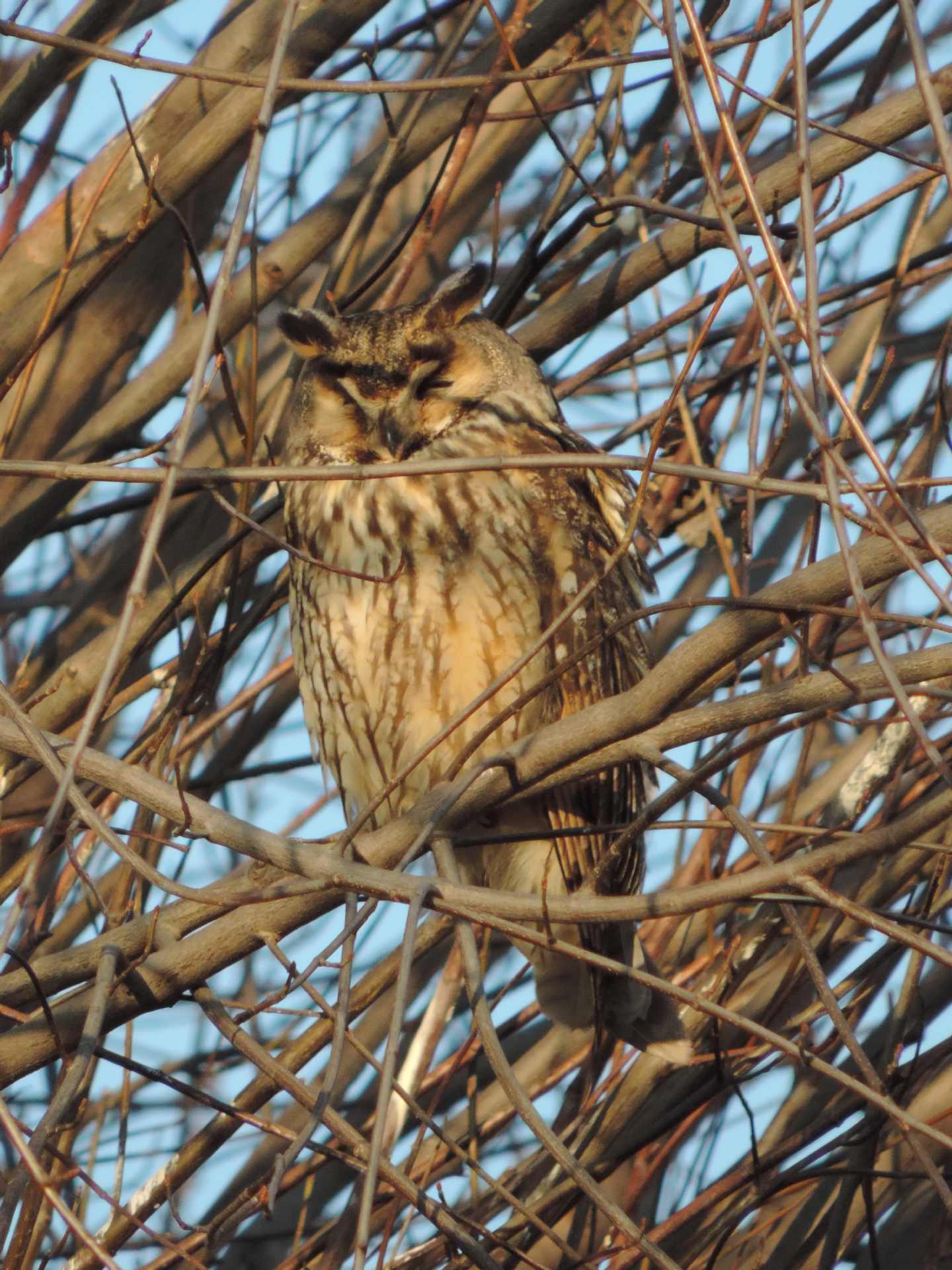 Gufo (Asio otus) sonnacchioso