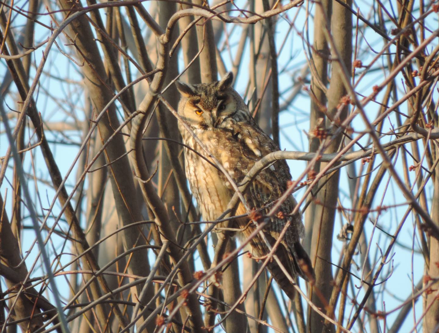 Gufo (Asio otus) sonnacchioso