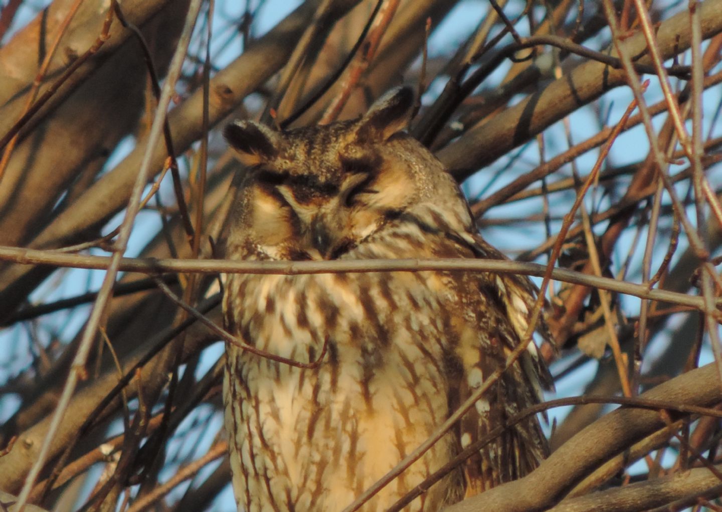 Gufo (Asio otus) sonnacchioso