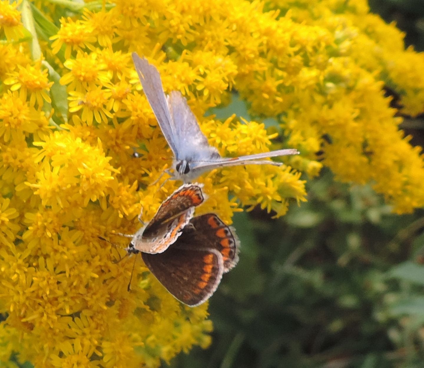 Polyommatus?  Polyommatus icarus (ed un Lycaeides argyrognomon)