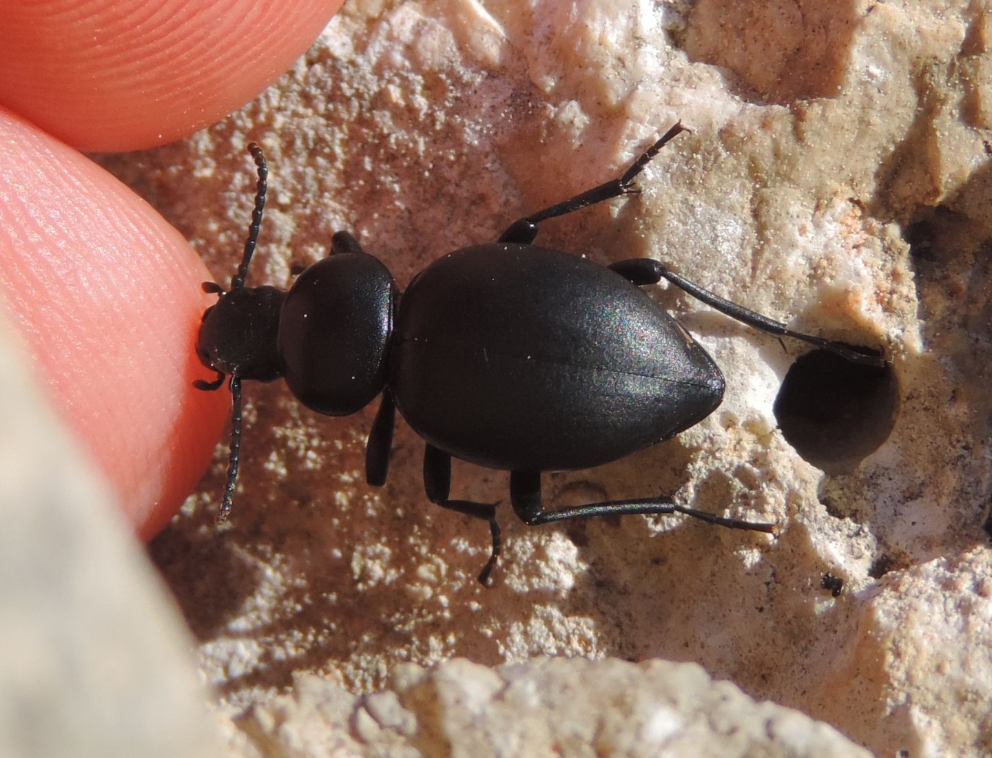 Tenebrionidae: quale Tentyria? Tentyria italica