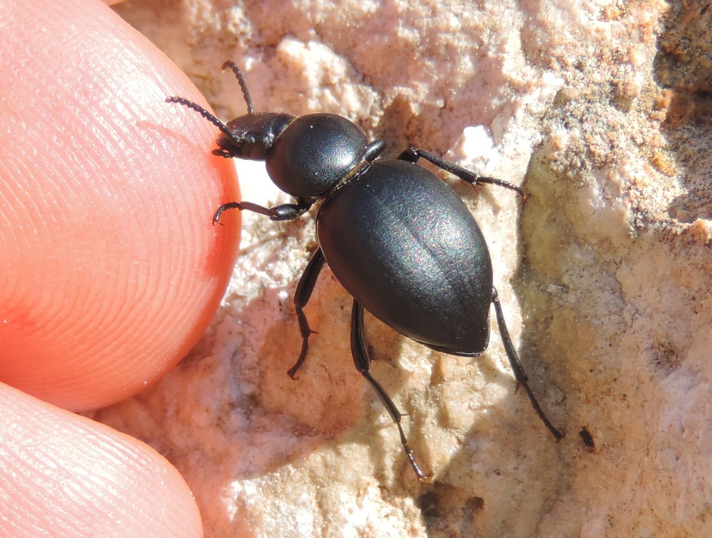 Tenebrionidae: quale Tentyria? Tentyria italica