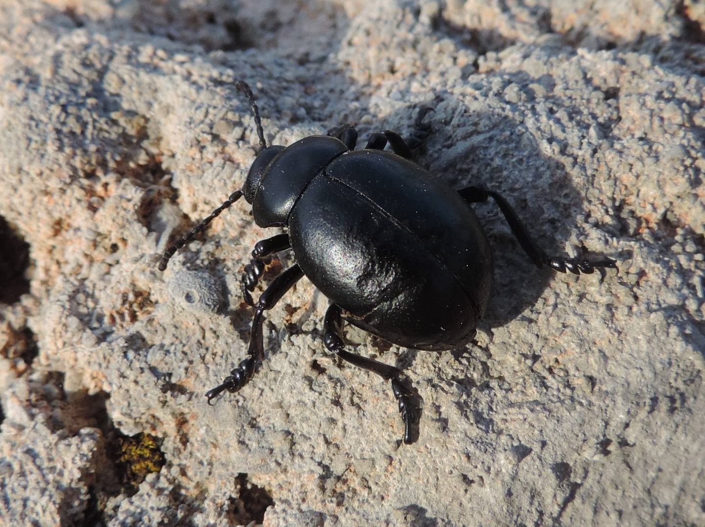 Chrysomelidae:  Timarcha pimelioides, maschio