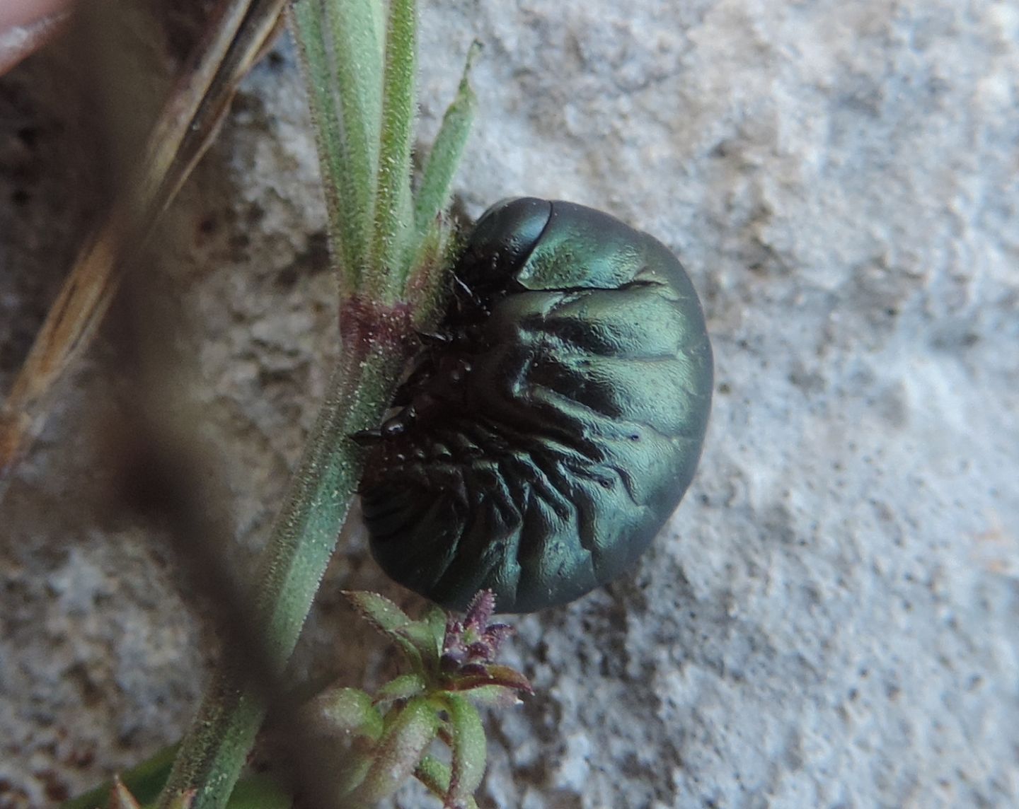 Chrysomelidae:  Timarcha pimelioides, maschio