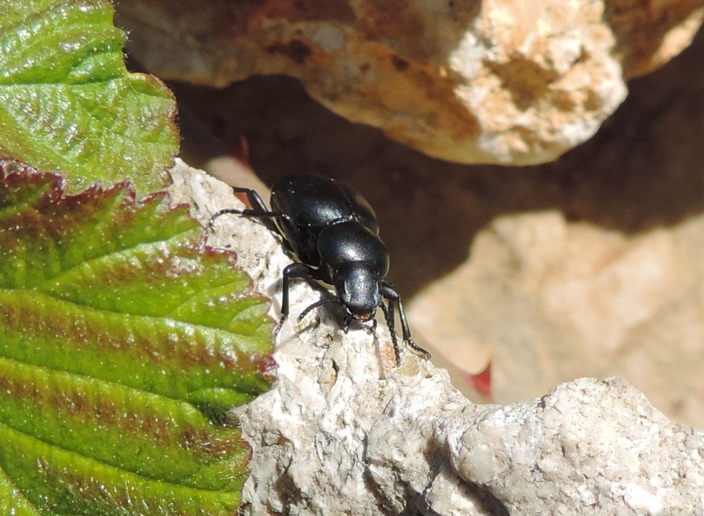 Tenebrionidae: quale Tentyria? Tentyria italica