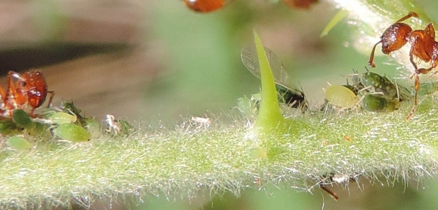 Afidi su Rubus