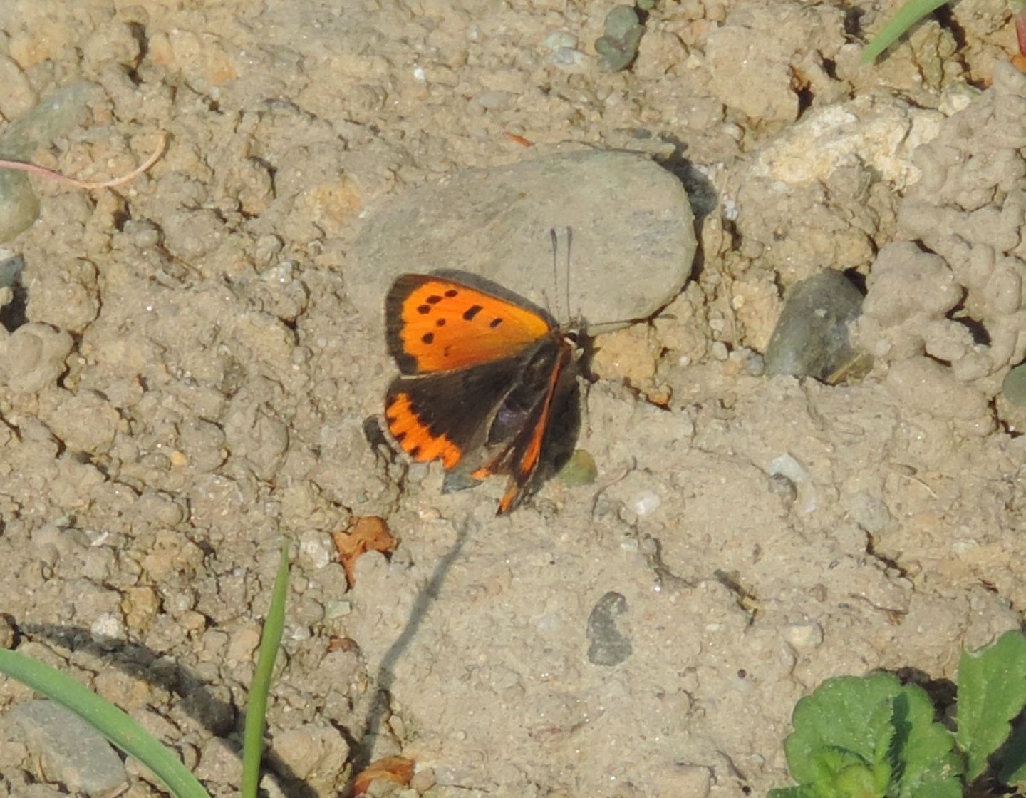 Quale Lycaena?   Lycaena phlaeas