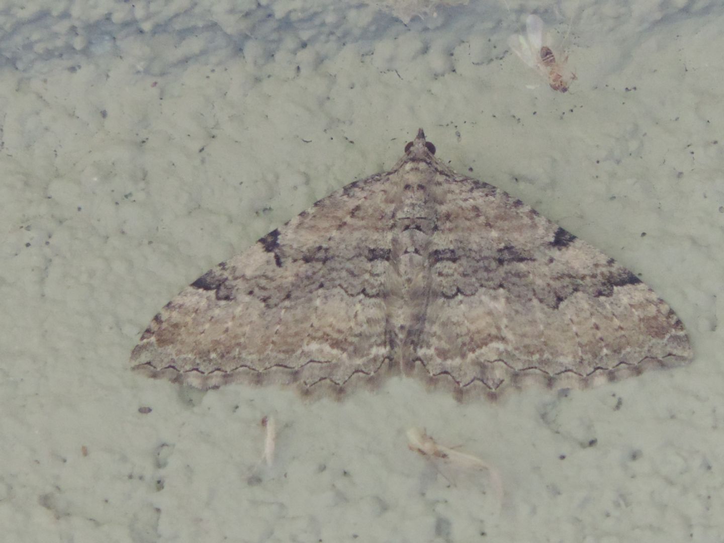 Geometridae da identificare: Hydria cervinalis