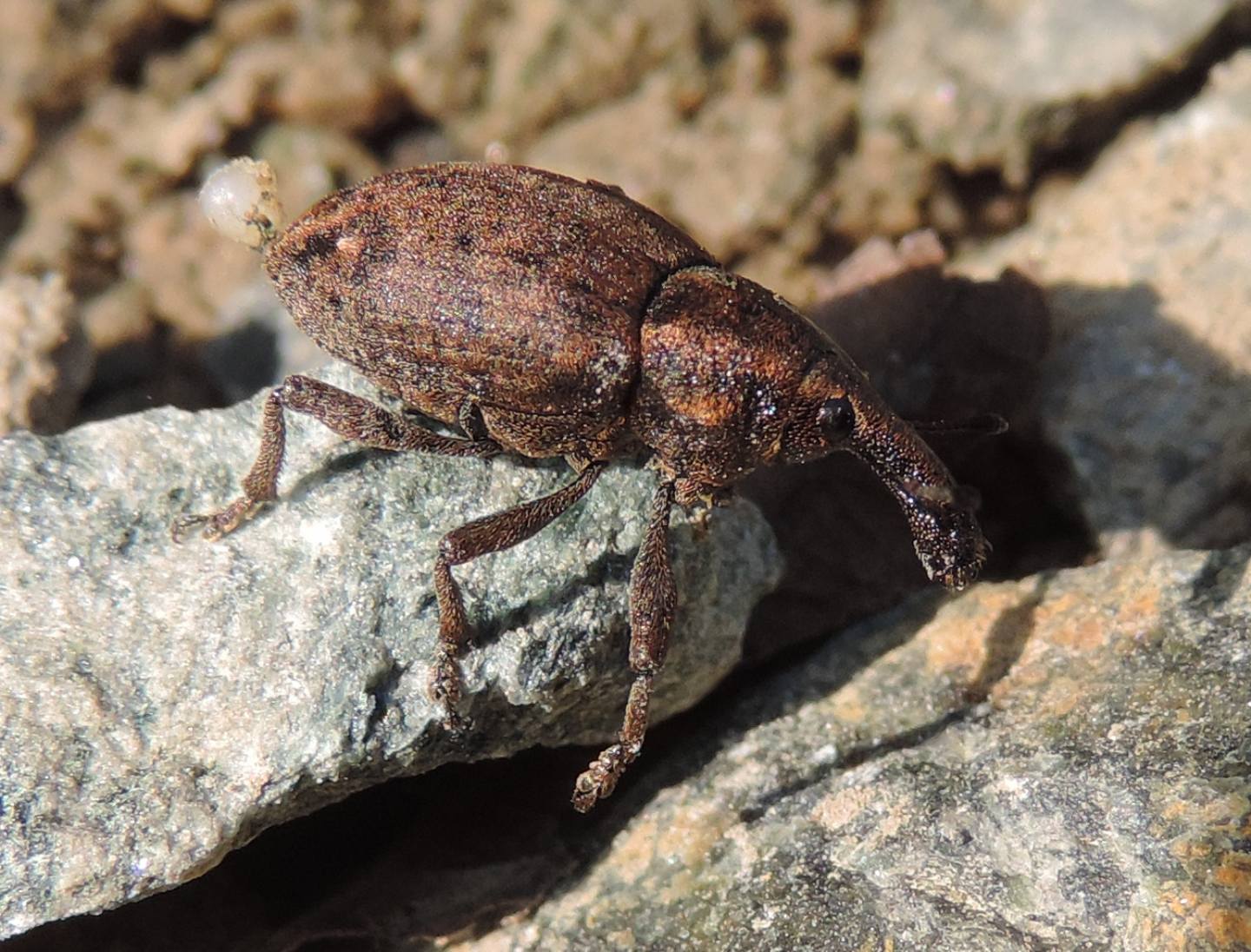 Lepyrus capucinus?   No, Lepyrus armatus