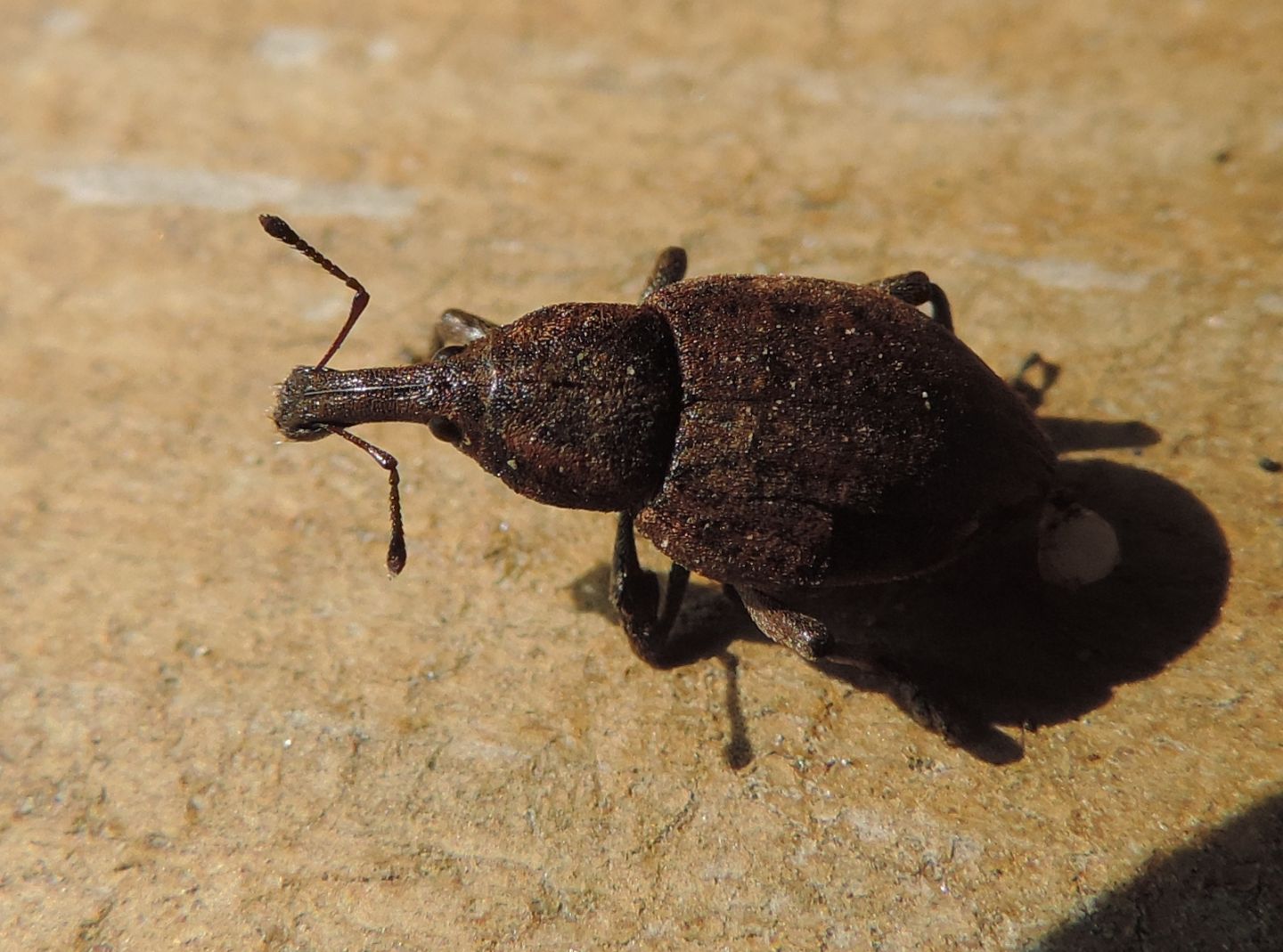 Lepyrus capucinus?   No, Lepyrus armatus