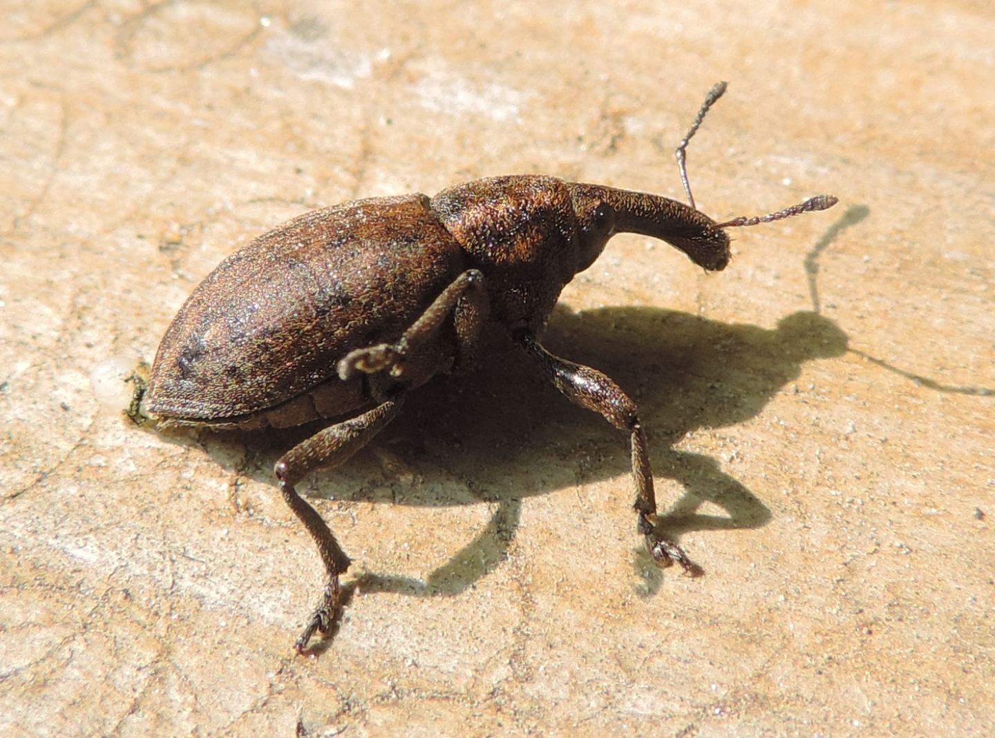 Lepyrus capucinus?   No, Lepyrus armatus