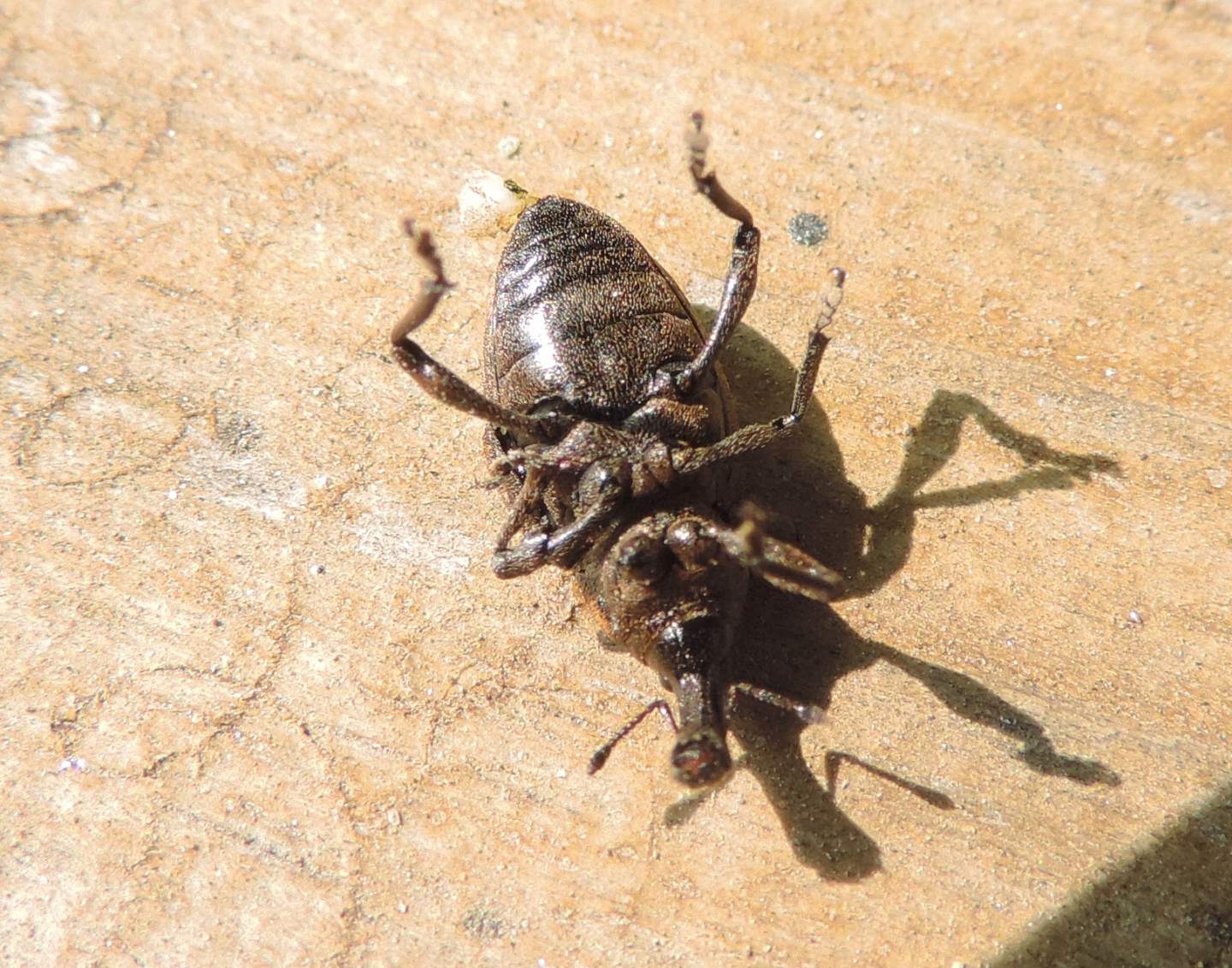 Lepyrus capucinus?   No, Lepyrus armatus