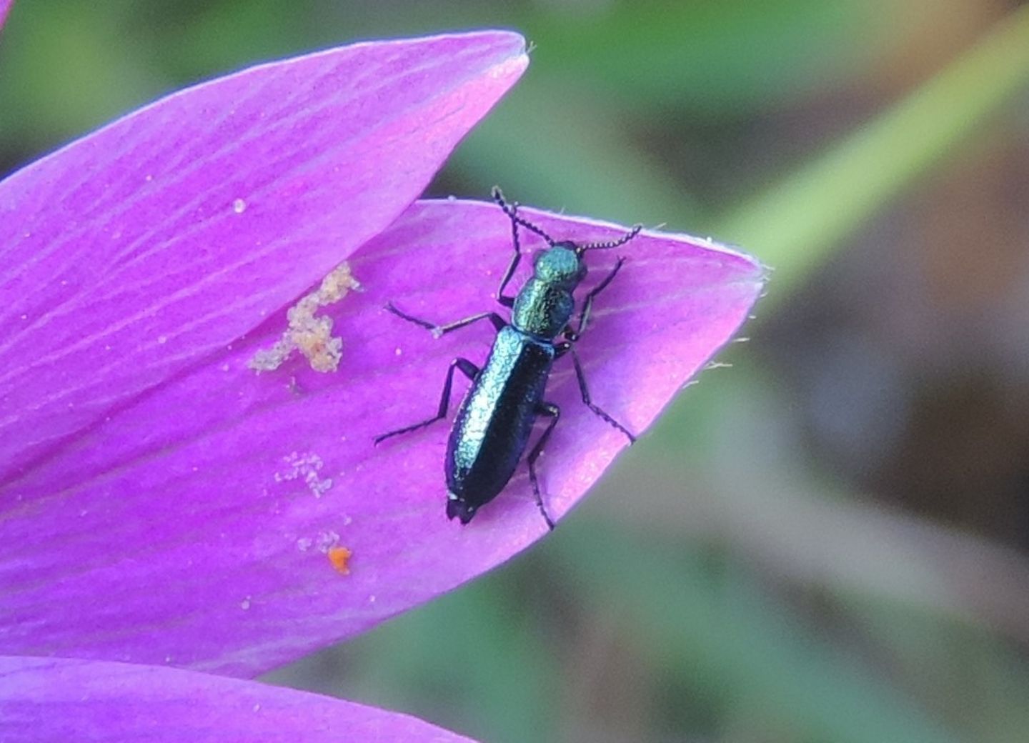 Dasytidae?  S, Psilothrix aureola, maschio