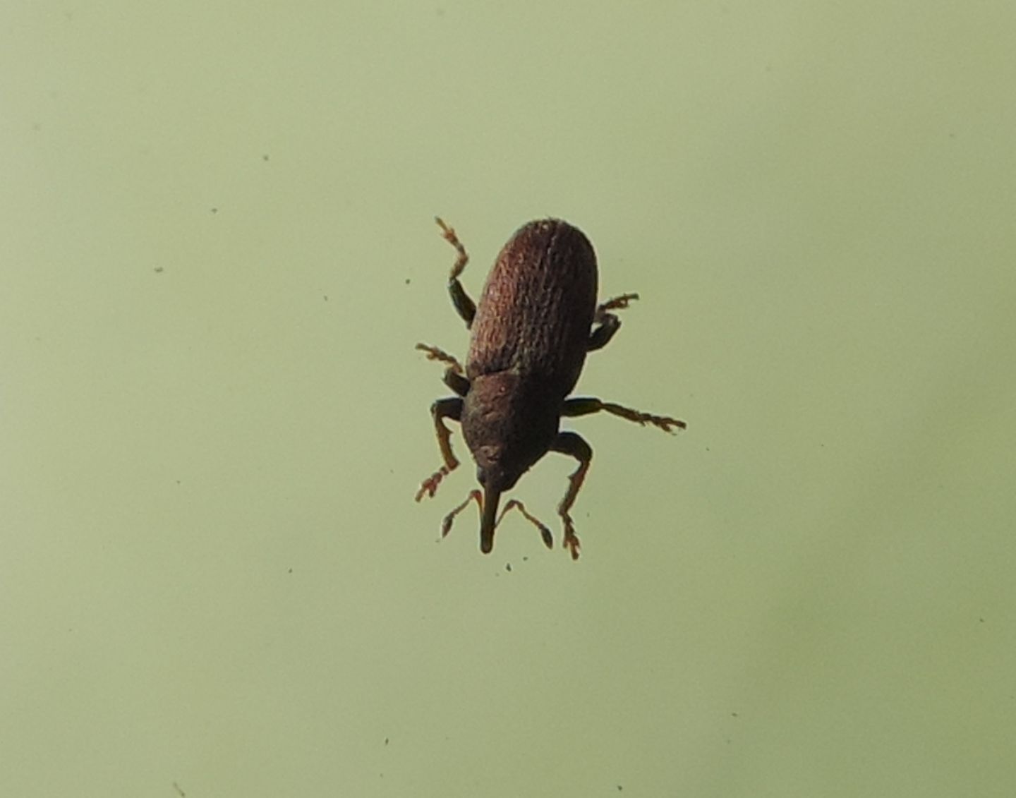 Piccolo Curculionidae: Tychius cuprifer