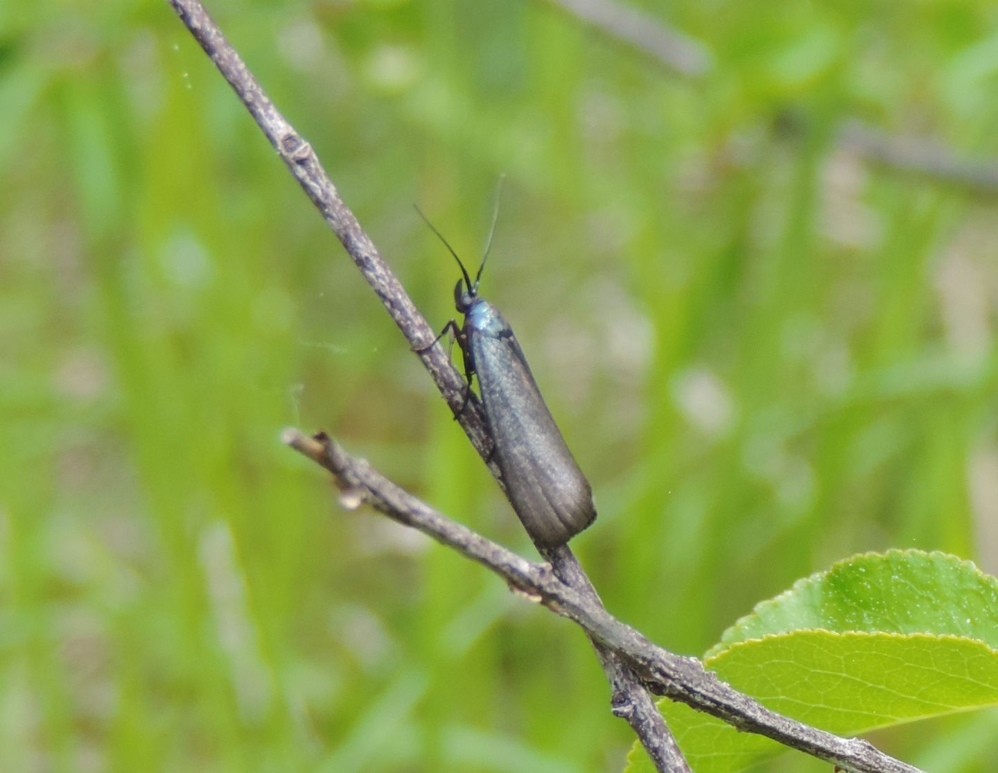 Zygaenidae? No, Pyralidae: Lymphia chalybella (Cfr)