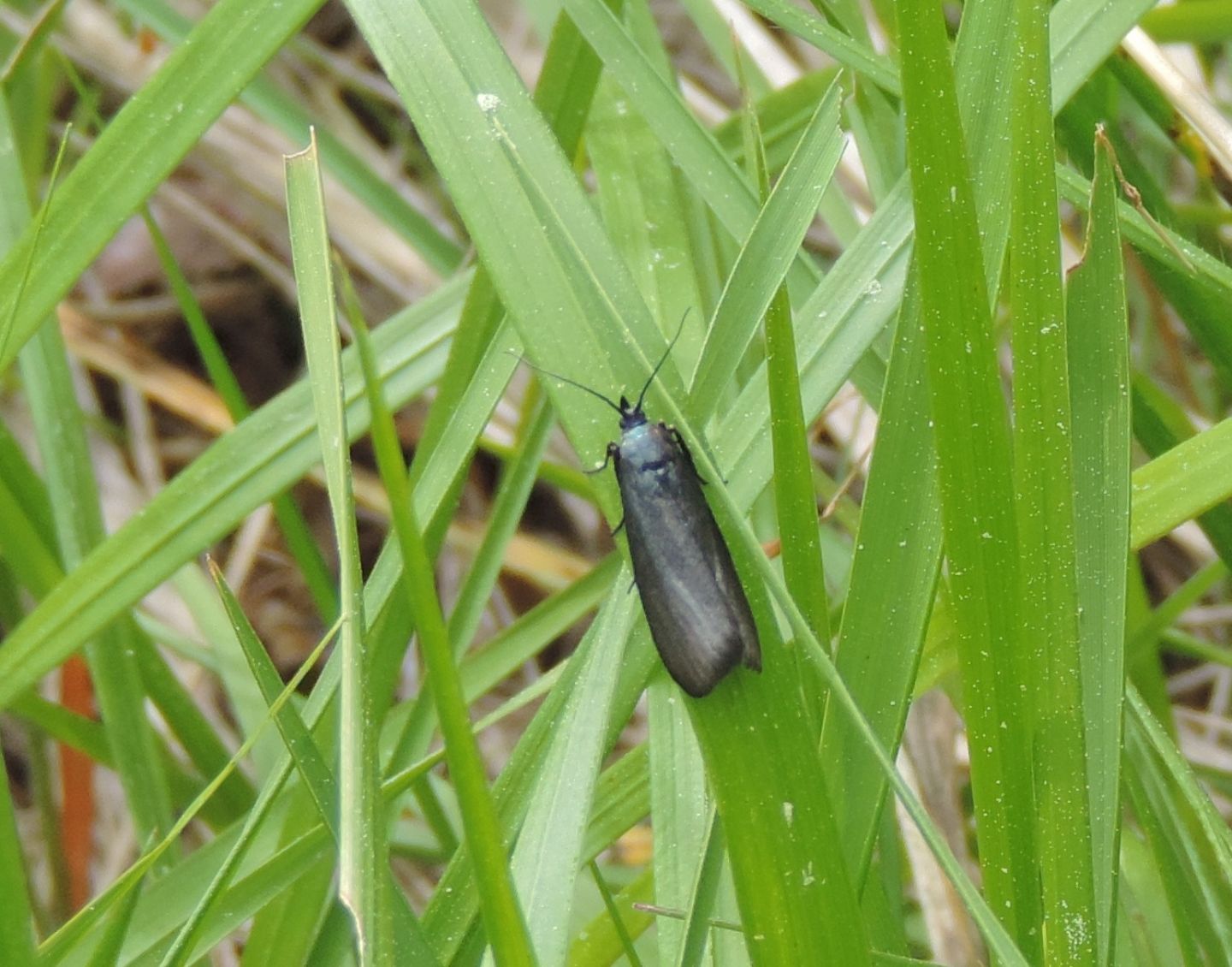 Zygaenidae? No, Pyralidae: Lymphia chalybella (Cfr)