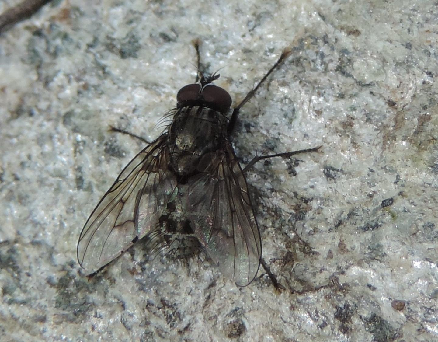 Muscidae: Helina evecta/annosa