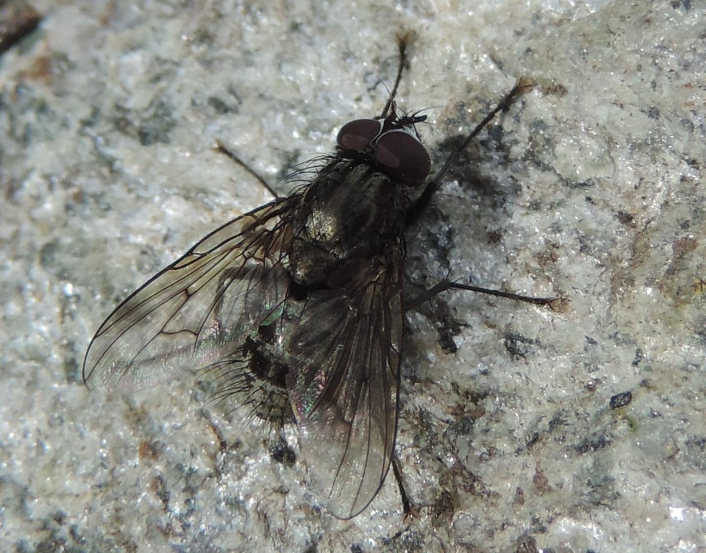 Muscidae: Helina evecta/annosa