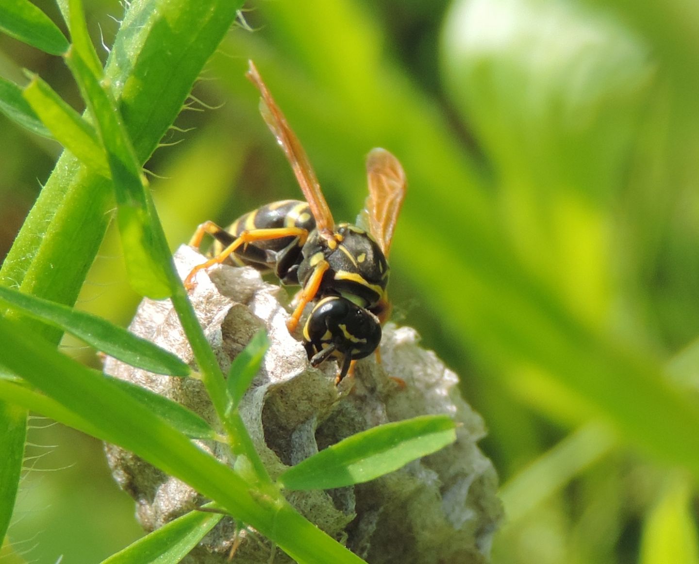 Polistes associus? S, femmina fondatrice