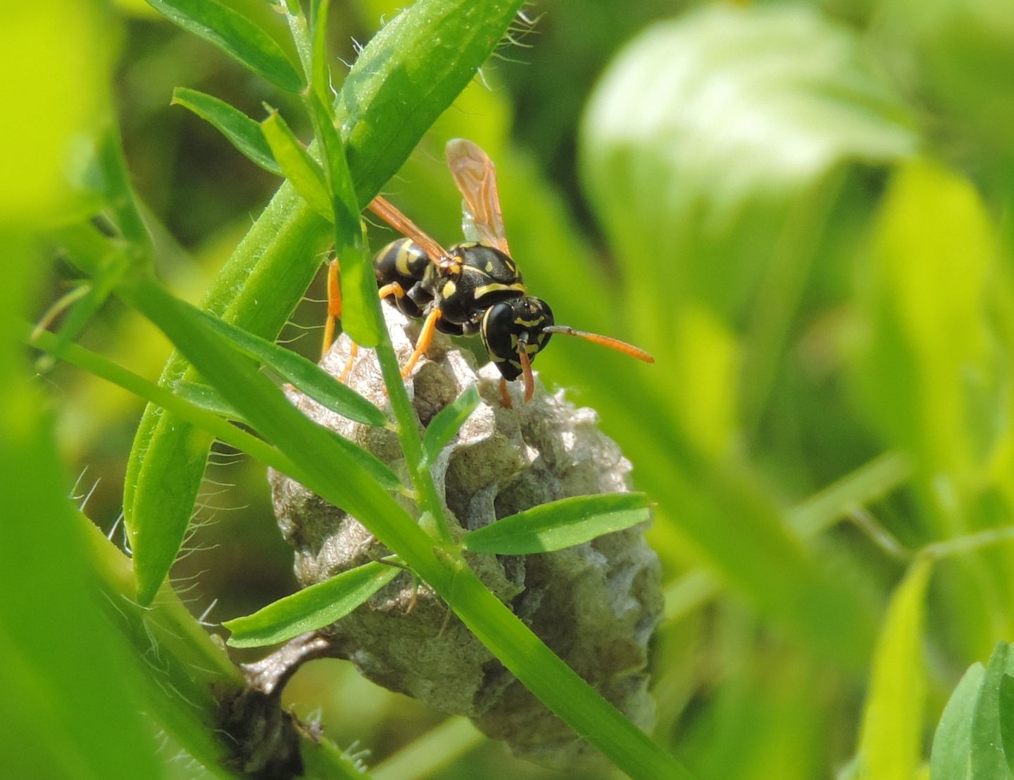 Polistes associus? S, femmina fondatrice