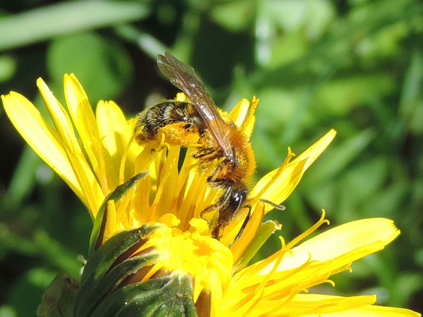 Apidae Andreninae:  Andrena sp.?    S !