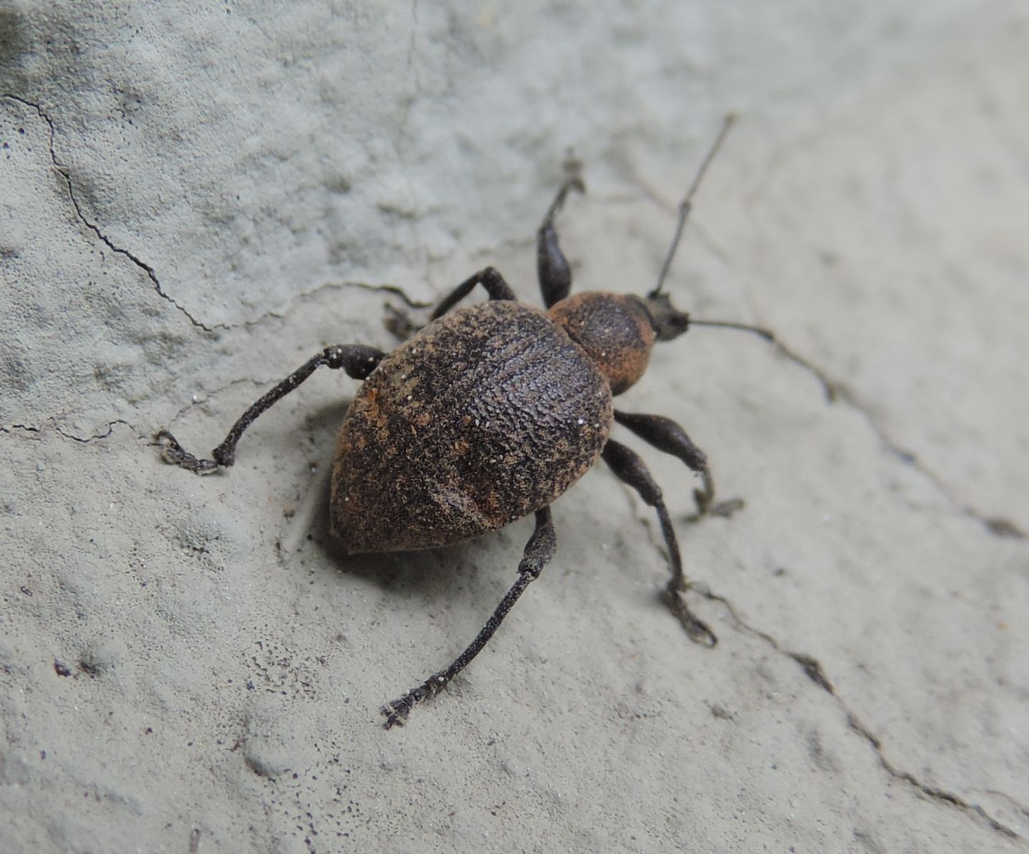 Curculionidae: Otiorhynchus pseudonothus?  S !